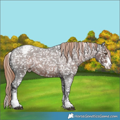 Horse Color:Liver Red Roan Sabino Appaloosa 