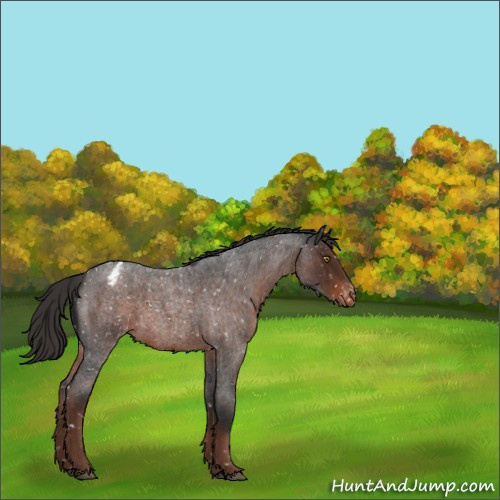 Horse Color:Liver Red Roan Appaloosa 