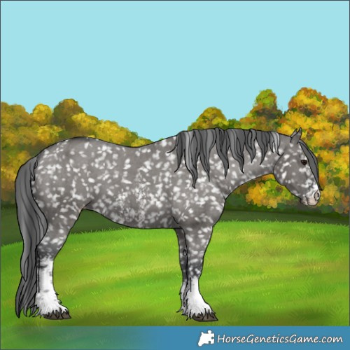 Horse Color:Grullo Sabino Appaloosa 