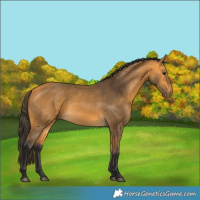 Horse Color:Buckskin 