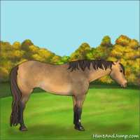 Horse Color:Buckskin 