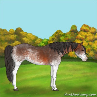 Horse Color:White Spotted Brown 