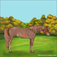 Horse Color:Red Roan 