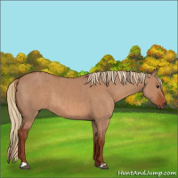 Horse Color:Red Dun and Red Dun