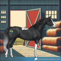 Horse Color:Black Splash Tobiano 