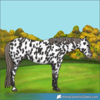 Horse Color:Smoky Black Near Leopard 