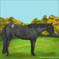 Horse Color:Black Appaloosa