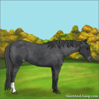 Horse Color:Black Appaloosa 