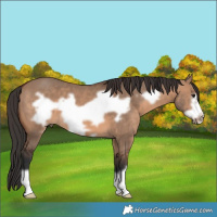 Horse Color:Brown Dun Frame