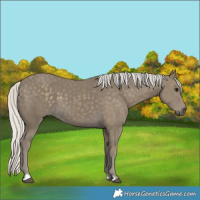 Horse Color:Silver Smoky Black 