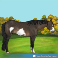 Horse Color:Gray Brown Dun Frame 
