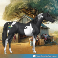 Horse Color:Black Tobiano