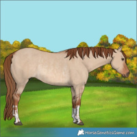 Horse Color:Red Dun  and Red Dun Rabicano 