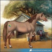 Horse Color:Red Dun Splash 