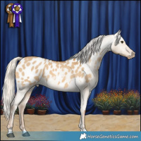 Horse Color:Palomino Dun Appaloosa