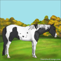 Horse Color:Black Tobiano 