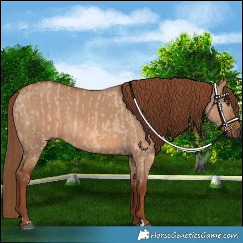 Horse Color:Red Dun and Red Dun
