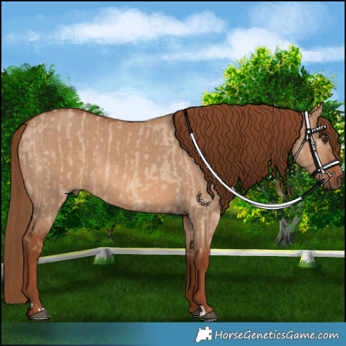 Horse Color:Red Dun  and Red Dun 
