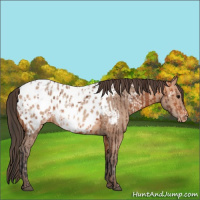 Horse Color:Bay Appaloosa  and Amber Champagne Appaloosa