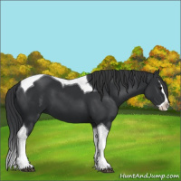 Horse Color:Black Splash Tobiano