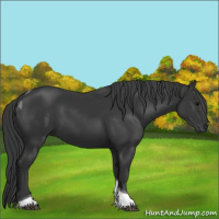 Horse Color:Black Tobiano 