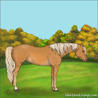 Horse Color:Palomino 
