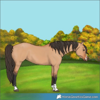 Horse Color:Bay Dun