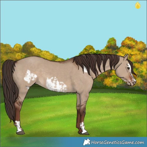 Horse Color:Liver Red Dun  and Liver Red Dun Frame 