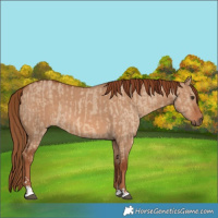 Horse Color:Red Dun  and Red Dun 