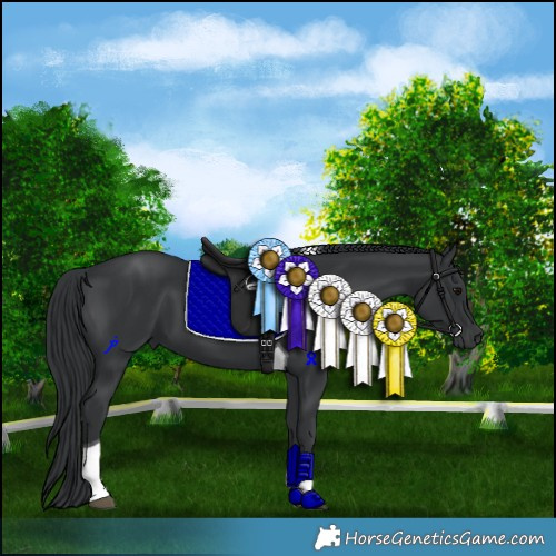 Horse Color:Black Tobiano 