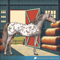 Horse Color:Chestnut Appaloosa 
