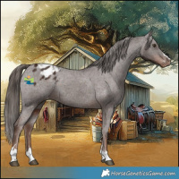 Horse Color:Liver Chestnut Appaloosa 