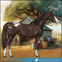 Horse Color:Liver Chestnut Appaloosa
