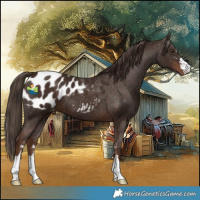 Horse Color:Liver Chestnut Appaloosa 