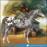 Horse Color:Liver Chestnut Appaloosa 