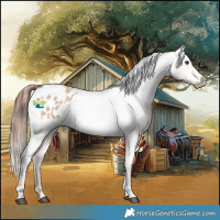 Horse Color:Red Dun Appaloosa 