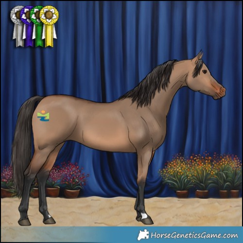 Horse Color:Bay Dun 