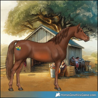 Horse Color:Chestnut 