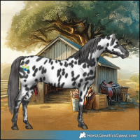 Horse Color:Black Near Leopard 