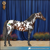 Horse Color:Bay Appaloosa