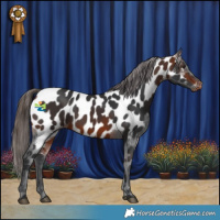 Horse Color:Bay Appaloosa 