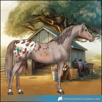 Horse Color:Chestnut Appaloosa