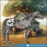 Horse Color:Brown Appaloosa