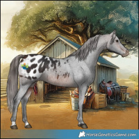 Horse Color:Brown Appaloosa 