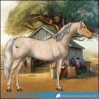 Horse Color:Palomino Roan 