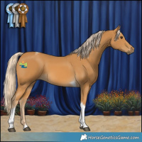 Horse Color:Palomino Tobiano 
