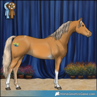 Horse Color:Palomino Tobiano 