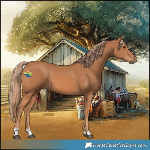Horse Color:Chestnut 