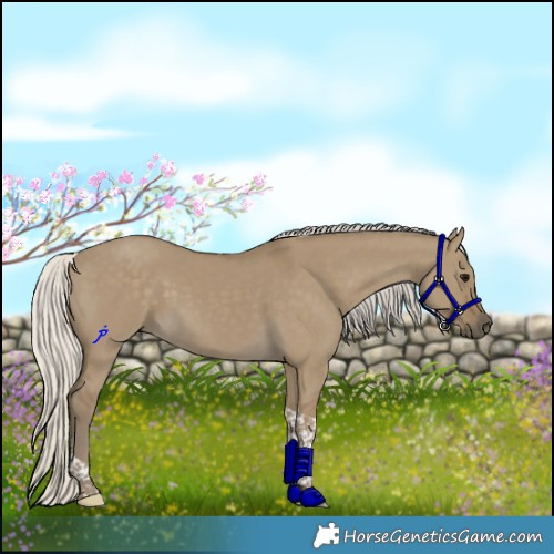 Horse Color:Silver Smoky Grullo Tobiano