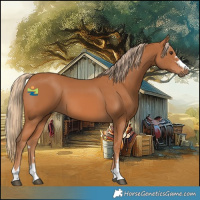 Horse Color:Chestnut 